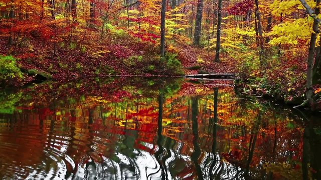 Yellowwood Forest Reflection Loop