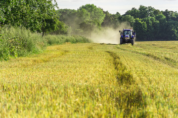 Fototapeta premium Harvest, fields and meadows during harvest
