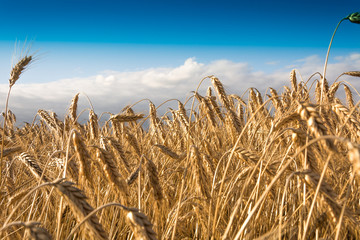 Fields and meadows during harvest