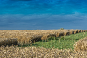 Fields and meadows during harvest