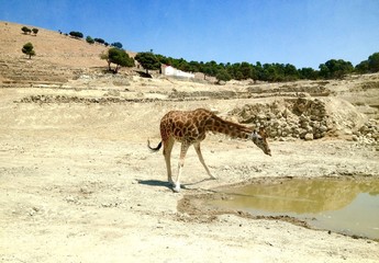 Жираф в сафари-парке пьет воду. 