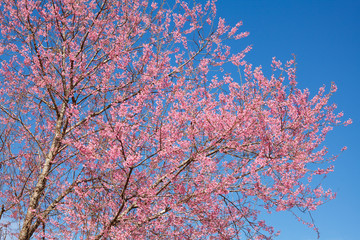 Branch with pink sakura blossoms and blue sky