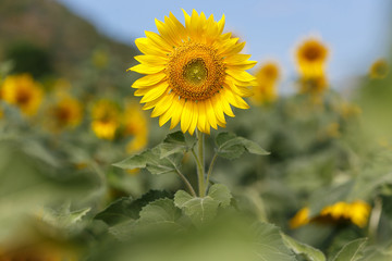Sunflower