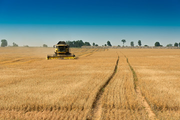 Fototapeta premium Harvest, fields and meadows during harvest