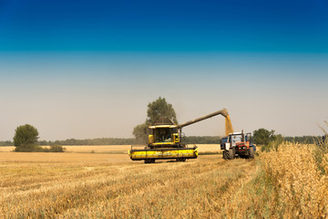 Obraz premium Harvest, fields and meadows during harvest