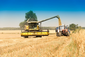 Obraz premium Harvest, fields and meadows during harvest
