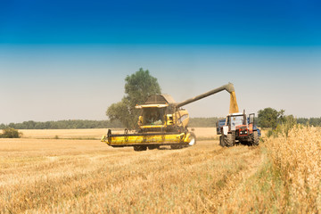 Obraz premium Harvest, fields and meadows during harvest