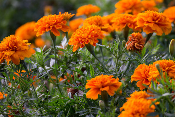 Orange flowers with green leaves
