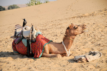 Camels in Thar desert, Jaisalmer city in Rajasthan state of India