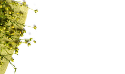 background of dry flax plant capsules on green napkin.