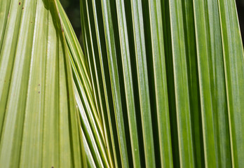 Background of palm leaves close up