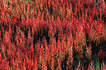 日本一のサンゴ草群生地