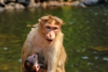 Monkey family, India