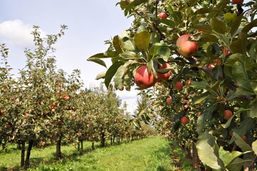 Fall in apple orchard