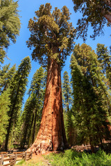 Sequoia tree rising to the sky, General Sherman tree, Sequoia National Park