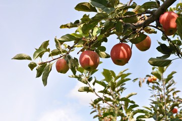 Harvest time