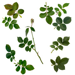 Fototapeta na wymiar Green rose leaves isolated on white
