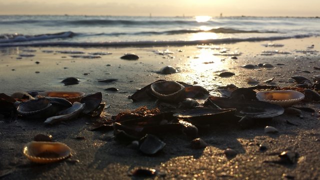 Conchiglie sulla spiaggia