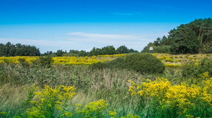 Fototapeta premium hunting tower among the trees and bushes