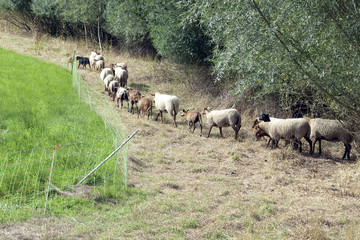 Coburger, Fuchsschaf, Kamerunschaf, Arche-Hof, Bedrohte, gefaehr