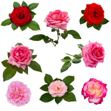collage of eight red roses