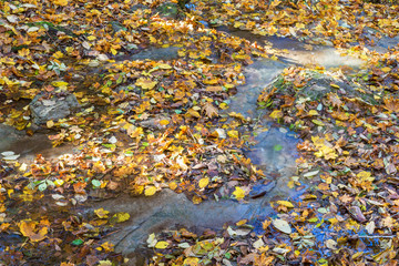 Autumn leaves in a creek