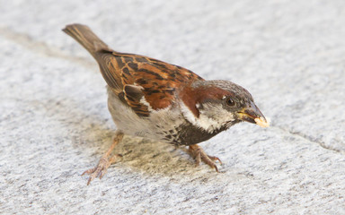 Male sparrow begging