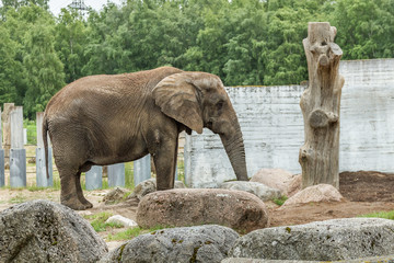 Fototapeta na wymiar big elephant