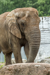 Fototapeta premium big elephants close