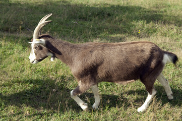 Thueringer, Waldziege, Arche-Hof, Bedrohte, gefaehrdet,