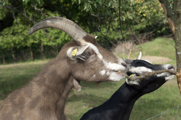Thueringer, Waldziege, Arche-Hof, Bedrohte, gefaehrdet,