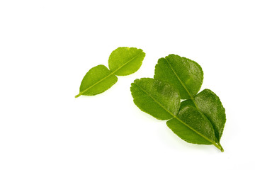 Kaffir lime leaves