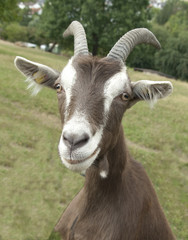 Thueringer, Waldziege, Arche-Hof, Bedrohte, gefaehrdet,