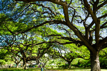 Refreshing green park