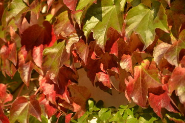 rotes Weinlaub