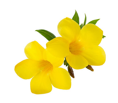 Fototapeta Yellow flower on white background