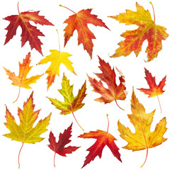 Obraz premium Maple autumn leaves