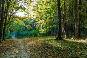 Autumn deciduous forest on a sunny day