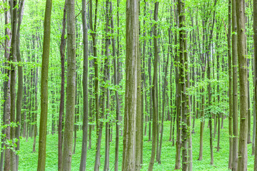 Green deciduous forest on a sunny day