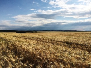 gold wheat field harvest time