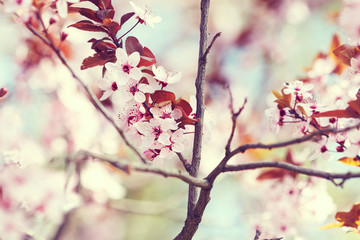 Blossoming tree