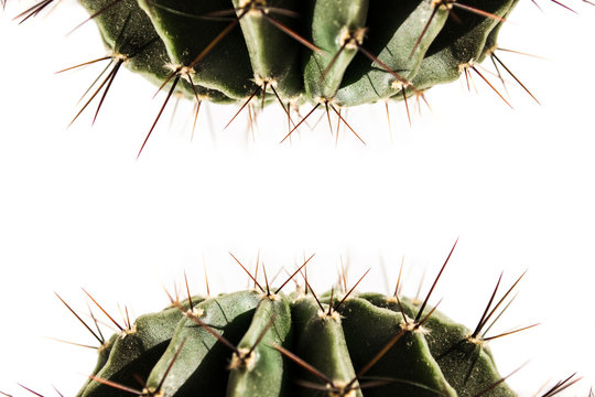 Cactus, Concept danger and stress