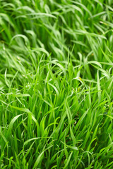Green grass