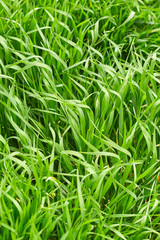 Grass