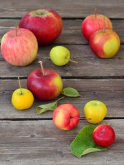 A variety of apples