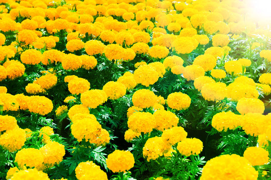 Golden flower field with Brilliantly illuminated light of the sun in the morning with rainbow