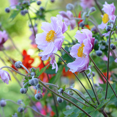 Blumen 424