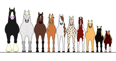 various horses lining up in height order
