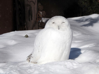 Snowy Owl in the snow