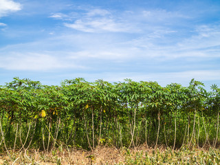 Fototapeta na wymiar Cassava Trees